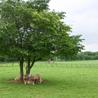 Border circle